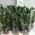 Замиокулькас Zamioculcas Zamiifolia Замиокулькас Zamioculcas Zamiifolia