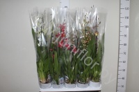Камбрия Orchidee Cambria Gemengd 2-Tak