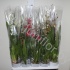Камбрия Orchidee Cambria Gemengd 2-Tak Камбрия Orchidee Cambria Gemengd 2-Tak