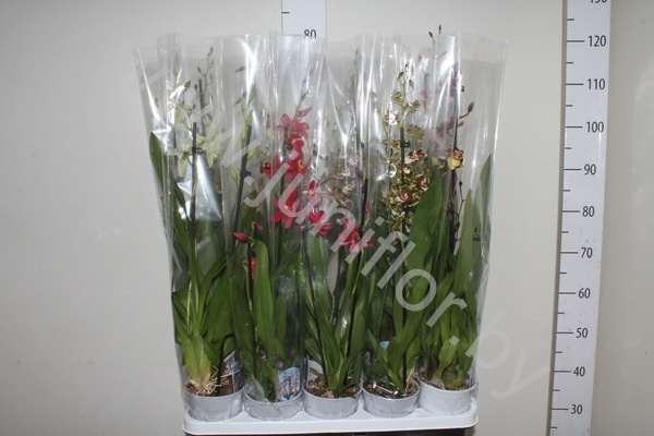 Камбрия Orchidee Cambria Gemengd 2-Tak