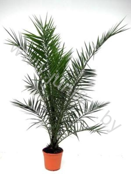 Феникс Phoenix Canariensis