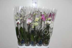 Фаленопсис Phalaenopsis Hybride 2-Tak cites