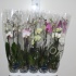 Фаленопсис Phalaenopsis Hybride 2-Tak cites Фаленопсис Phalaenopsis Hybride 2-Tak cites