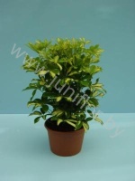 Шеффлера Schefflera Gerda 3PP