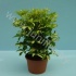 Шеффлера Schefflera Gerda 3PP Шеффлера Schefflera Gerda 3PP