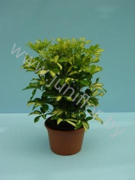 Шеффлера Schefflera Gerda 3PP