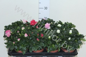 Рододендрон Rhododendron s Si Vogel Gemengd