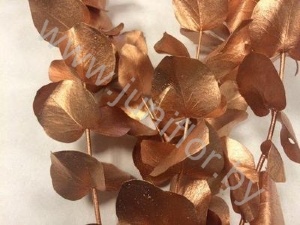 Эвкалипт Синерея Бронз Gr Euc Cinerea p Bronz
