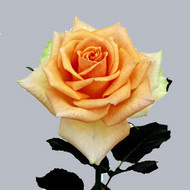 Роза Versilia