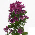 Bretagne_splendid.jpg Bretagne splendid