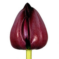 Тюльпан Caravelle