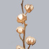 Gossypium_Wit.jpg Хлопок Gossypium Wit