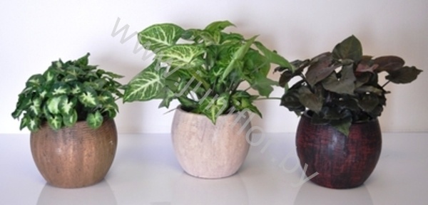 Сингониум Mix+Savanne Bolpot Сингониум Mix+Savanne Bolpot