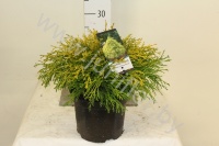 Кипарис Chamaecyparis Filifera Aurea