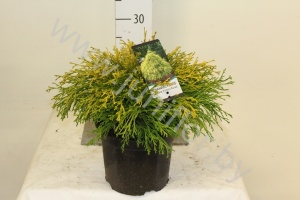 Кипарис Chamaecyparis Filifera Aurea