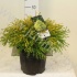 Кипарис Chamaecyparis Filifera Aurea Кипарис Chamaecyparis Filifera Aurea