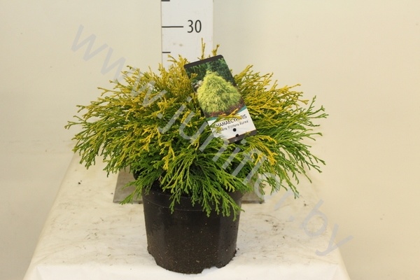 Кипарис Chamaecyparis Filifera Aurea