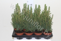 Ель Picea Glauca Conica