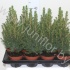 Ель Picea Glauca Conica Ель Picea Glauca Conica
