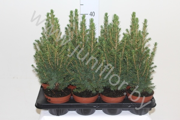 Ель Picea Glauca Conica