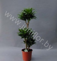 Драцена Dracaena Comp Compacta 60-30-15