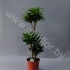 Драцена Dracaena Comp Compacta 60-30-15 Драцена Dracaena Comp Compacta 60-30-15