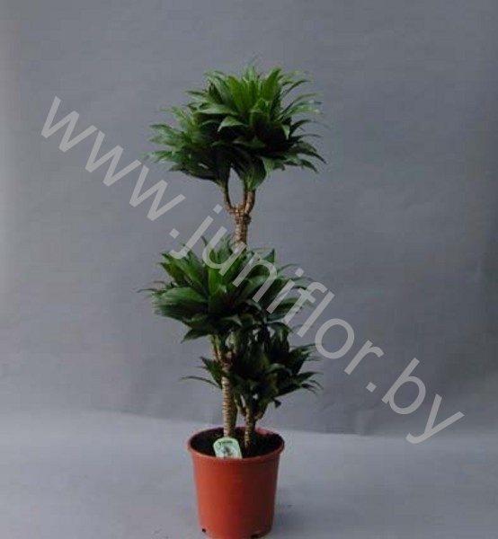 Драцена Dracaena Comp Compacta 60-30-15