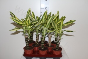 Драцена Dracaena Fr. Yellow Coast Enkele Stam