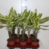 Драцена Dracaena Fr. Yellow Coast Enkele Stam Драцена Dracaena Fr. Yellow Coast Enkele Stam
