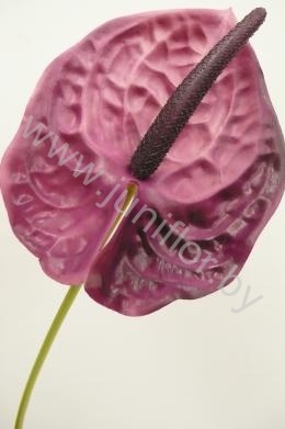 Антуриум Purple