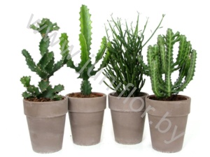 Эуфорбия Euphorbia Mix In Terracotta Pot