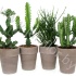 Эуфорбия Euphorbia Mix In Terracotta Pot Эуфорбия Euphorbia Mix In Terracotta Pot