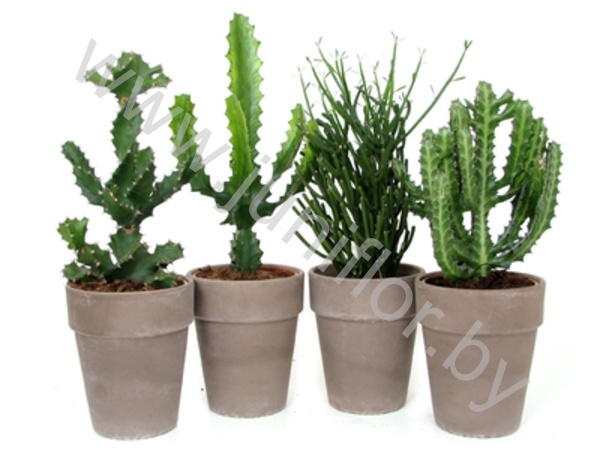 Эуфорбия Euphorbia Mix In Terracotta Pot