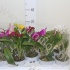 Каттлея Orchidee Cattleya Cites Каттлея Orchidee Cattleya Cites