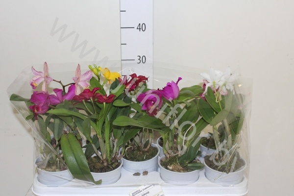 Каттлея Orchidee Cattleya Cites
