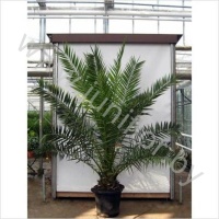 Феникс Phoenix Canariensis