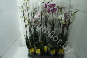 Фаленопсис Phal Mix 3stem Super Concorde