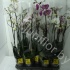 Фаленопсис Phal Mix 3stem Super Concorde Фаленопсис Phal Mix 3stem Super Concorde