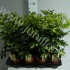 Шеффлера Schefflera Gerda Шеффлера Schefflera Gerda