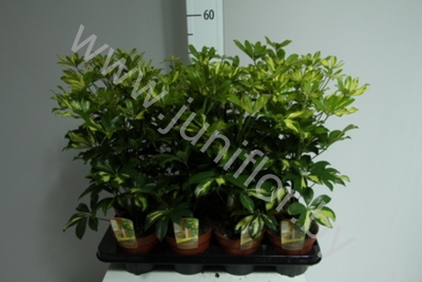 Шеффлера Schefflera Gerda