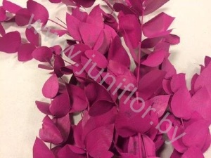 Эвкалипт Синерея Церис Gr Euc Cinerea p Cerise