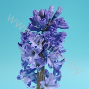 Гиацинт Hyacint Delft Blue