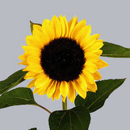 Подсолнух Helianthus