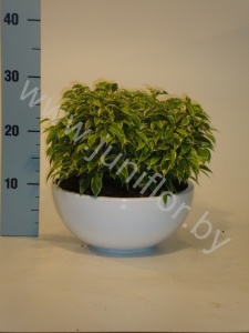 Фикус Кинки Kinky Schaal&Grind 3pp