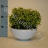Фикус Кинки Kinky Schaal&Grind 3pp Фикус Кинки Kinky Schaal&Grind 3pp