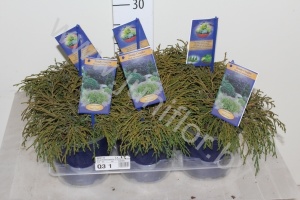 Кипарис Chamaecyparis Filifera Nana
