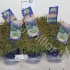 Кипарис Chamaecyparis Filifera Nana