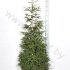 Ель Picea Aureospicata Ель Picea Aureospicata