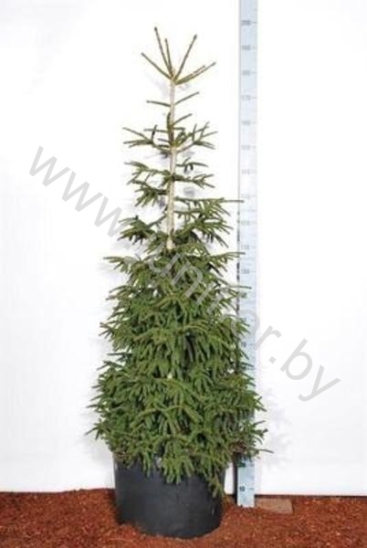 Ель Picea Aureospicata