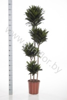 Драцена Dracaena Comp Compacta 120-90-60-30